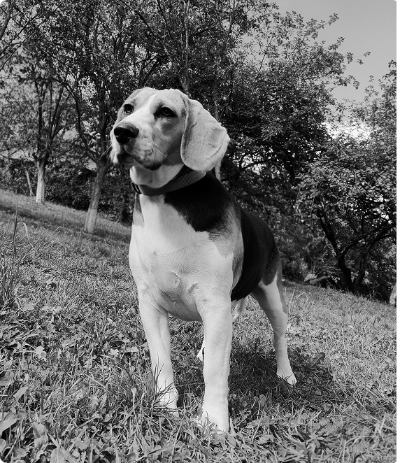 my dog, Pufi